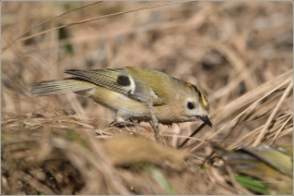<p>KRÁLÍČEK OBECNÝ (Regulus regulus) /Goldcrest - Wintergoldhähnchen/</p>